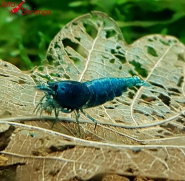 Taiwan Blue Bolt